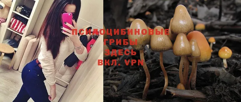 это как зайти  Лихославль  Псилоцибиновые грибы Magic Shrooms 